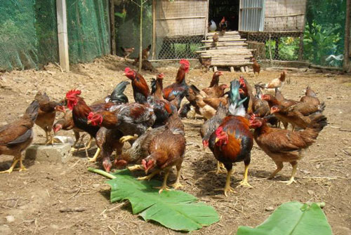 'Sách trời' đã ghi, con giáp này dễ đổi đời, giàu có hết phần thiên hạ trong tháng 4/2020