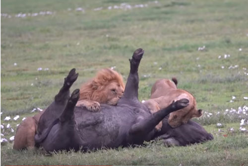 CLIP: Trâu rừng 'bỏ mạng' dưới nanh vuốt sư tử