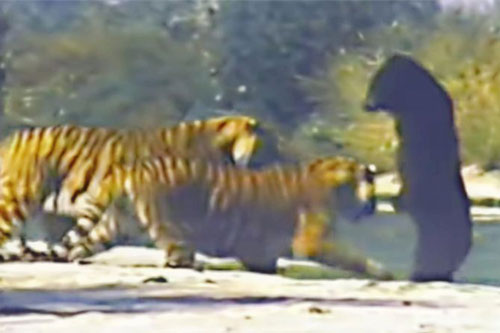 Gấu ngựa ‘đơn thương độc mã’ ác chiến với hai ‘chúa sơn lâm’