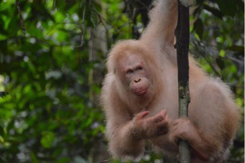 Đười ươi bạch tạng duy nhất trên thế giới sống trong rừng ra sao?