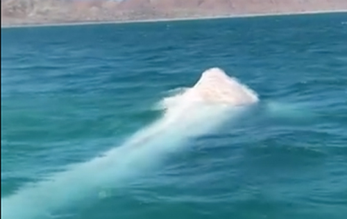 Phát hiện cá voi trắng quý hiếm ngoài khơi bờ biển Mexico