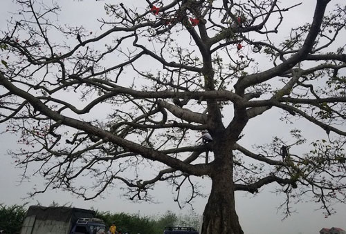 Cây gạo trong phim 'Cô gái nhà người ta' ngày càng xơ xác vì... 'nổi tiếng'