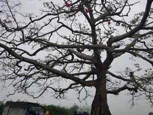Cây gạo trong phim 'Cô gái nhà người ta' ngày càng xơ xác vì... 'nổi tiếng'