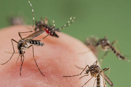 Điều gì sẽ xảy ra nếu loài muỗi bị tuyệt chủng?