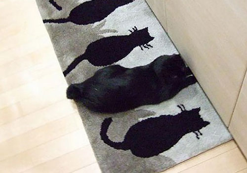 'Choáng' với khả năng ngụy trang 'tài tình như đặc nhiệm Mỹ' của thú cưng