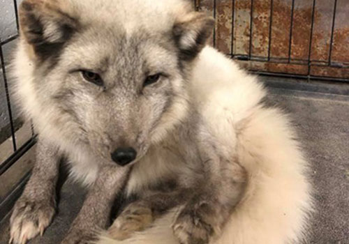 Cáo tuyết cực hiếm xuất hiện ở Mỹ bị nhầm với chó nhà