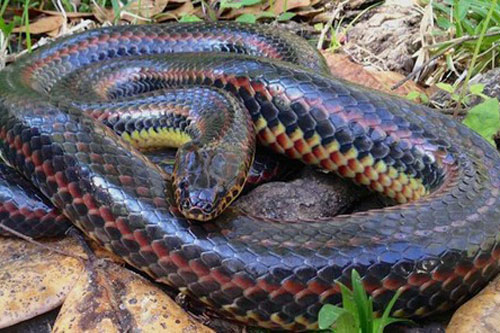 Hình ảnh hiếm về rắn cầu vồng tái xuất tại Mỹ sau 50 năm