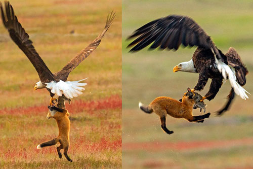 Vừa kiếm được bữa ăn thịnh soạn, cáo đã bị đại bàng ‘nẫng tay trên’