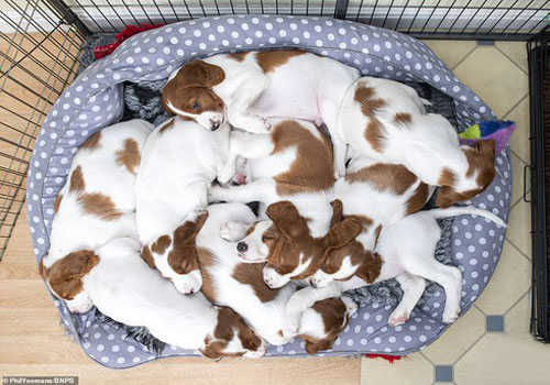 Cận cảnh 10 "sinh vật lạ" mới chào đời thuộc giống chó quý hiếm nhất hành tinh