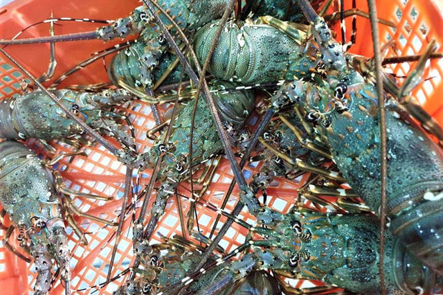 Đảm bảo nguồn tôm nguyên liệu xuất khẩu