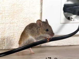 Rắc thứ bột rẻ tiền này vào, chuột ‘khiếp vía 3 đời’ không dám bén mảng đến nhà