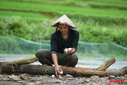 Theo Nam chia sẻ, vịt Cổ Lũng khi nhỏ rất khỏe, đây là giống vịt ưa sự tự nhiên nên phải tạo điều kiện thuận lợi nhất để phát triển đúng bản năng. Giống vịt này hợp với môi trường nước suối, sinh trưởng tốt.