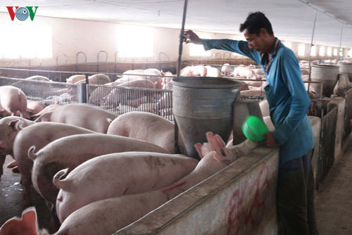 Tiếp tục họp bàn với các doanh nghiệp để điều chỉnh giảm giá lợn