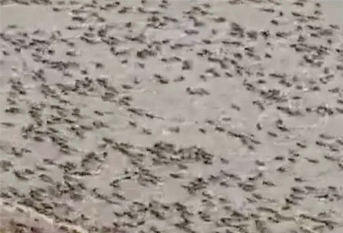 Bầy châu chấu hàng triệu con "xâm chiếm" đường phố 