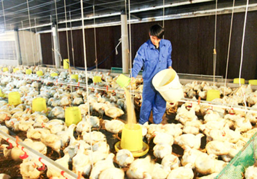 Khánh Hòa: Nuôi gà trại lạnh cho hiệu quả kép về kinh tế và môi trường