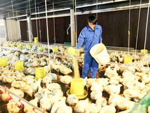 Khánh Hòa: Nuôi gà trại lạnh cho hiệu quả kép về kinh tế và môi trường