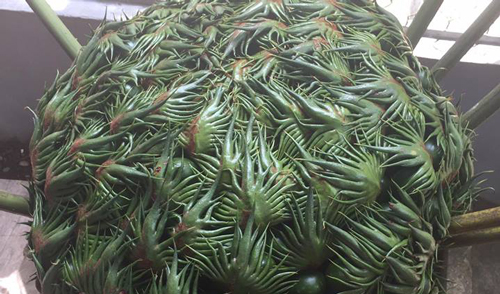 Cộng đồng mạng xôn xao không biết "thứ kỳ dị" đầy ám ảnh này có đúng là một loài cây trên Trái Đất