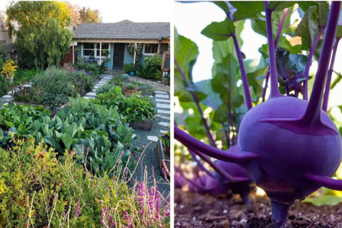 Cuộc sống đáng mơ ước của đôi vợ chồng trẻ bên căn nhà cấp 4 và khu vườn đẹp yên bình