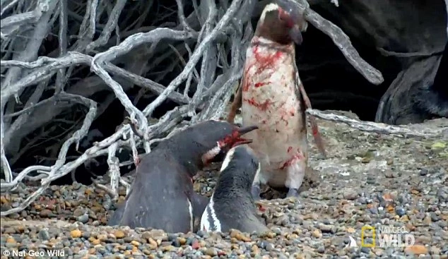  Cuộc chiến vì tình đẫm máu của chim cánh cụt.