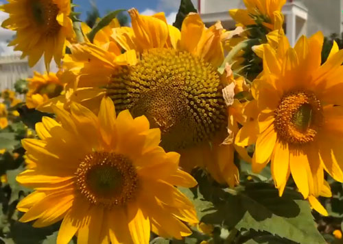 CLIP: Hướng dẫn trồng hoa hướng dương từ vỏ trứng tái chế