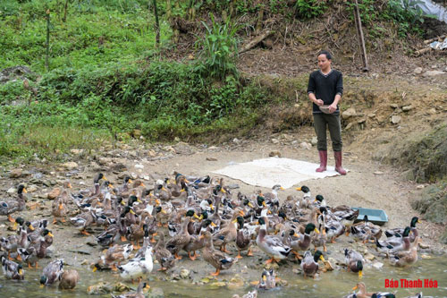 Thanh Hóa: Thanh niên 8X kiếm hàng trăm triệu mỗi năm nhờ nuôi vịt