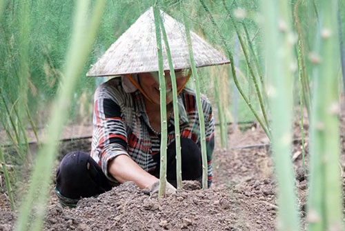 HTX gặt hái thành công nhờ măng tây xanh