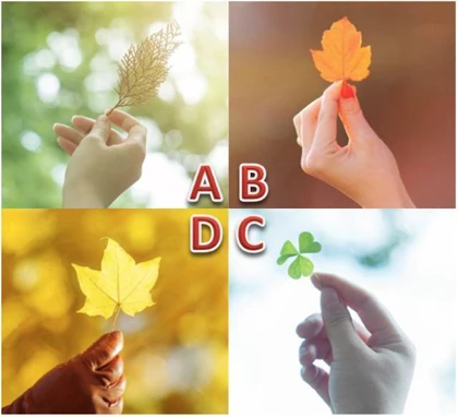 Bạn chọn bức ảnh chiếc lá nào?