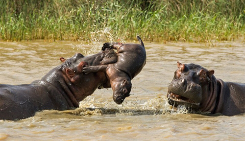 Chỉ vì 1 phút lỡ đễnh, hà mã mẹ đã hại chết con