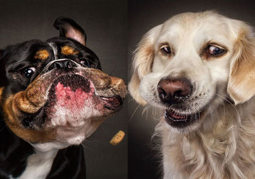 Những khoảnh khắc khó đỡ của "đại boss" khi nhìn thấy đồ ăn ngon