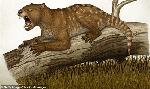 Phát hiện loài sư tử túi răng sắc như dao cạo