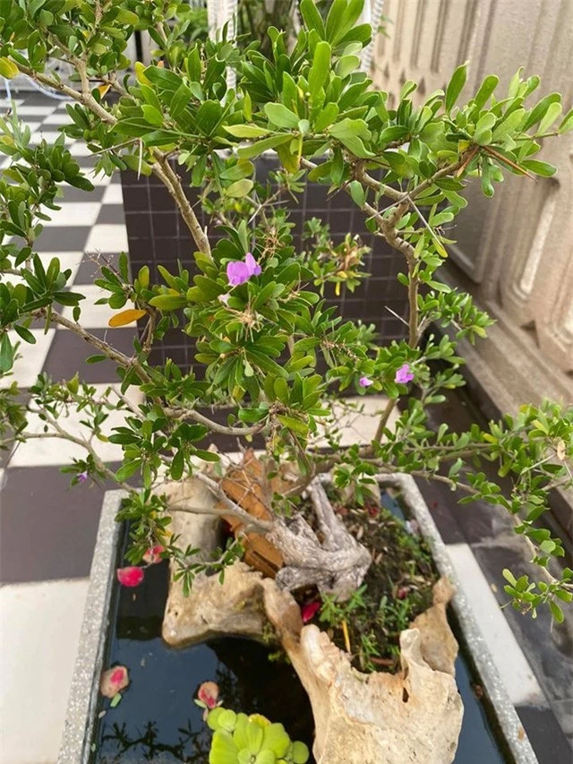 Hoa hậu Giáng My trồng rau và hoa quanh biệt thự trong lúc ở nhà trốn Covid-19 - Ảnh 12.