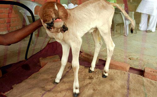 Chuy&#x1EC7;n l&#x1EA1;: Ch&#xFA; b&#xEA; c&#xF3; 5 mi&#x1EC7;ng tr&#xEA;n m&#x1ED9;t chi&#x1EBF;c &#x111;&#x1EA7;u