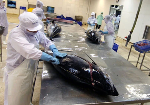Các doanh nghiệp xuất khẩu cá ngừ đang thiếu nguyên liệu (Ảnh: Internet) 