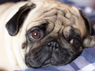 Top 3 con giáp dễ gặp đại hạn, xui xẻo triền miên trong tháng 4/2020