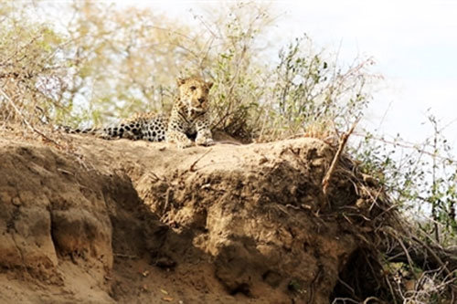 Báo đốm suýt bỏ mạng trước nanh vuốt của sư tử vì... ngủ quên