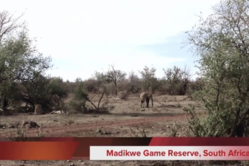 Quá liều lĩnh, voi đơn độc bị đôi sư tử xé xác