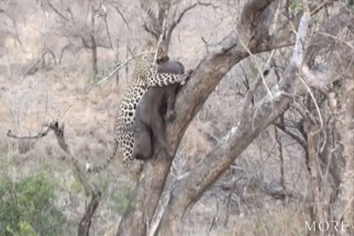 Báo hoa mai đoạt mạng tê giác con rồi tha lên cây ăn dần