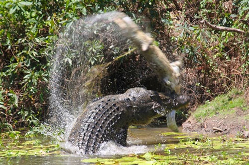 Kinh hãi trước cảnh cá sấu giết đồng loại, xé thịt làm mồi ngon