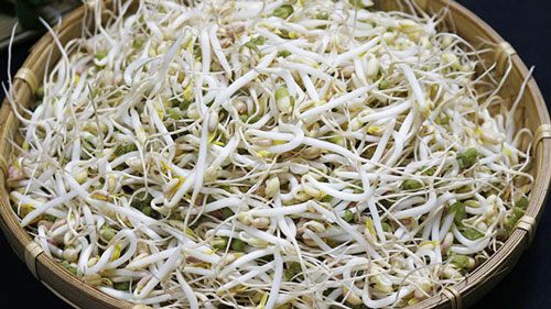 CLIP: Hướng dẫn cách ủ giá đỗ nhanh chóng, tiện lợi ngay tại nhà