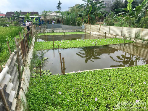 Nghệ An: Ngăn ruộng, thả bèo nuôi cua cho thu nhập “khủng“