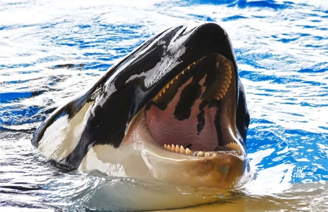 Cá voi sát thủ bị hư hại hàm dưới do cắn bề mặt bê tông và thép.