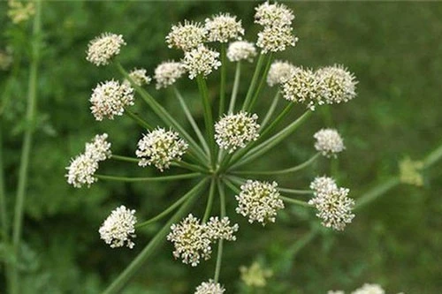 Cây Hemlock water-dropwort (họ độc cần) chính là thủ phạm gây ra “nụ cười tử thần”.