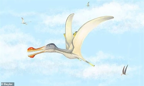 Chân dung loài thằn lằn bay mới được phát hiện