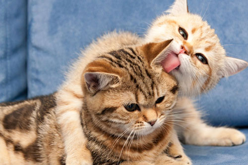 'Sách trời' đã ghi, con giáp này dễ giàu có bất ngờ, 1 bước 'lên tiên' sau khi lấy vợ