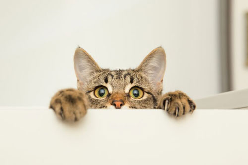 ‘Số trời’ đã định, con giáp nữ này dễ đổi đời, giàu có hết phần thiên hạ, hôn nhân viên mãn nếu lấy chồng muộn