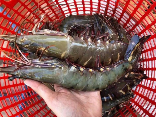 Thịt lợn "đắt đỏ", hải sản giá rẻ lại thưa vắng người mua