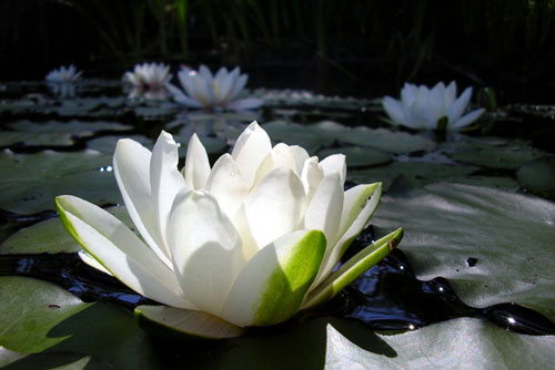 Những điều này nói ra có thể khiến bạn mất hết phúc đức, chịu 'khẩu nghiệp' cả đời