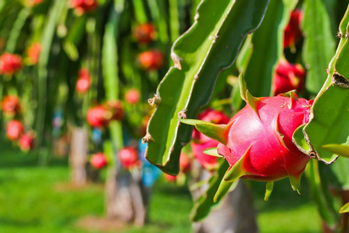 Ngành nông nghiệp không muốn xuất khẩu 'lỡ hẹn' 42 tỷ USD