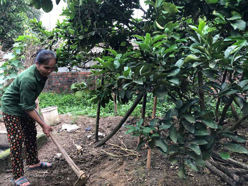 Hòa Bình: Nữ nông dân làm giàu từ mô hình phát triển kinh tế tổng hợp