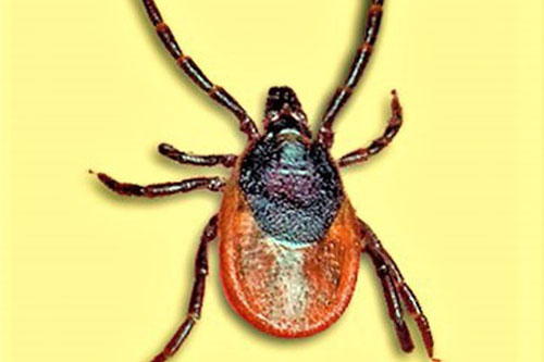 Giải mã bí mật về căn bệnh viêm não Nhật Bản những năm 1930